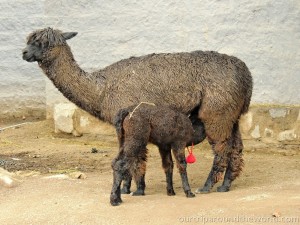 Alpaka