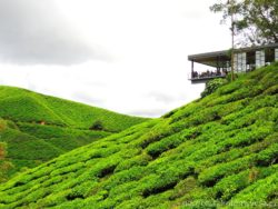 BOH Sungai Palas Tea Centre