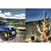 Bodies and Bristlecone pine forest