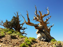 Bristleconepine forest