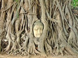 Buddha head in the tree roots Ayutthaya