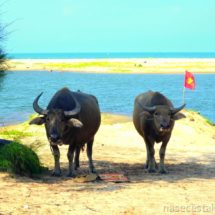 Buffalo on the beach