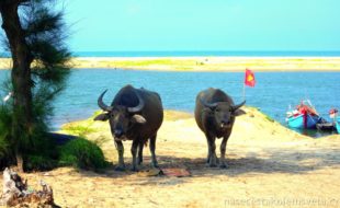 Buffalo on the beach