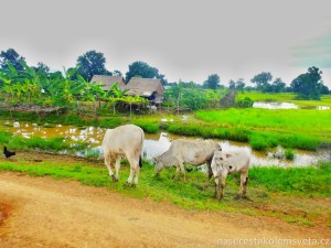 Cambodia countryside