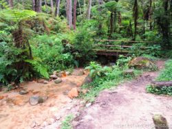 Cameron Highland Jungle Walk