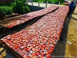 Dry fish Cambodia
