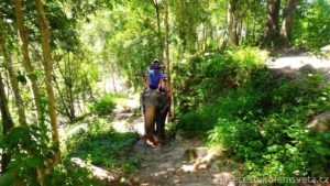 Elephant trekking