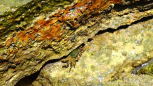 Fossil Shell Beach Krabi Thajsko