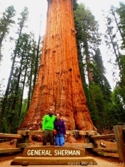 General Sherman Tree Sequoia