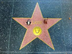 Hollywood star