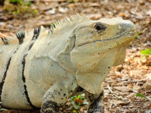 Iguana in Uxmal