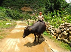Kid and water buffalo