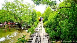 Mangroves on Koh Lanta