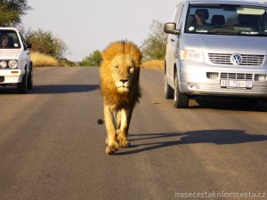 Lev v Krugerove Narodnim Parku
