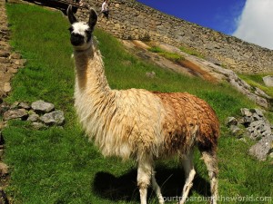 Lama na Mahu Picchu