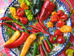 Mexican chilli