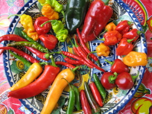 Mexické chilli papričky