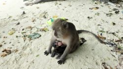 Monkey breastfeeding