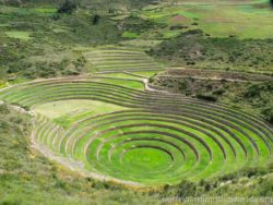 Moray