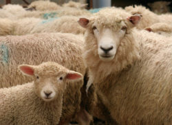 Novozélandské ovce, ovce na Novém Zélandu