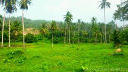 Koh Samui Palm Grove
