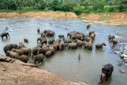 Pinnawala elephant orphanage Sri Lanka