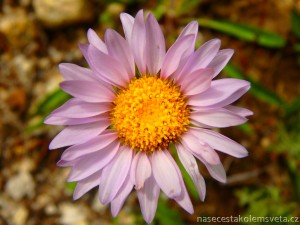Purple daisy flower
