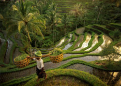 rýžové pole Bali