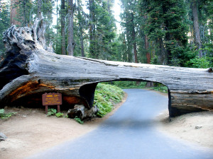 Sequioia National Park