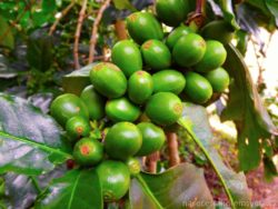 coffee beans