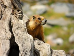 Marmot