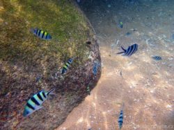 snorkeling in Thailand